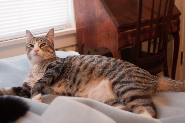 Sasha looking a bit cranky.